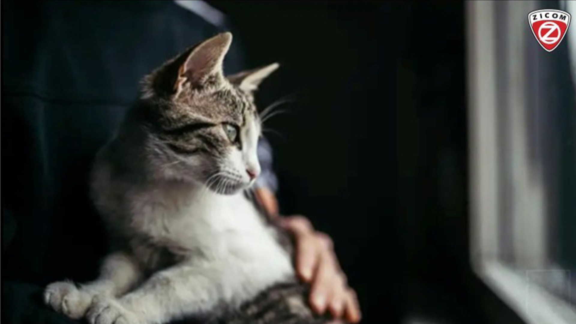 Pet Safety Tips For Traveling: Ensuring Security On The Go