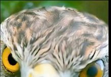 The Forest’s Firewall: What Security Agencies Can Learn from the Goshawk and the Chickadee