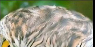 The Forest’s Firewall: What Security Agencies Can Learn from the Goshawk and the Chickadee