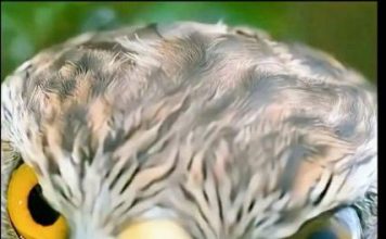 The Forest’s Firewall: What Security Agencies Can Learn from the Goshawk and the Chickadee