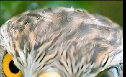 The Forest’s Firewall: What Security Agencies Can Learn from the Goshawk and the Chickadee