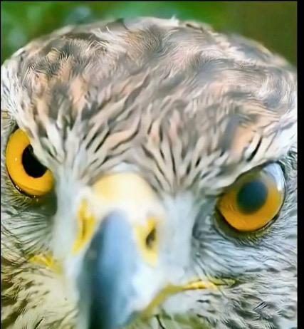 The Forest’s Firewall: What Security Agencies Can Learn from the Goshawk and the Chickadee